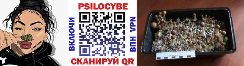 купить  сайты  Верея  Псилоцибиновые грибы Magic Shrooms 